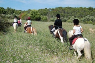  Caballos en la hierba alta 